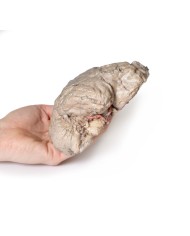 Emisezione cerebrale Erler Zimmer 3D anatomy Series MP1102