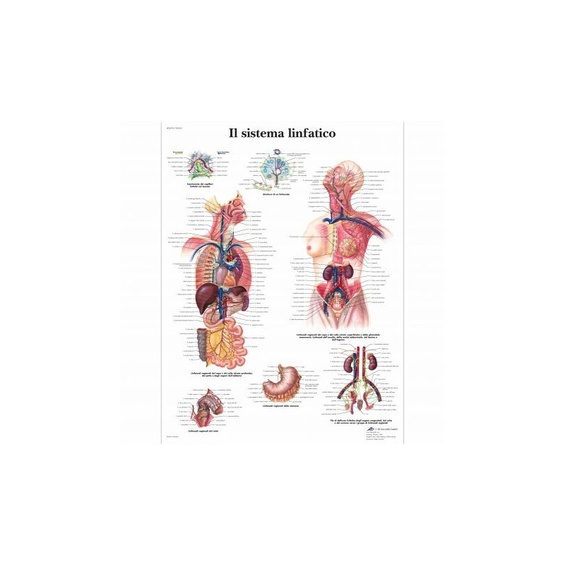 3B Scientific, tavola anatomica, Il sistema linfatico (cod, VR4392L)