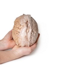 Cervello umano Erler Zimmer 3D anatomy Series MP1103 Cervello umano Erler Zimmer 3D anatomy Series MP1103