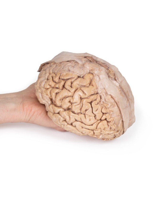 Cervello umano Erler Zimmer 3D anatomy Series MP1103 Cervello umano Erler Zimmer 3D anatomy Series MP1103