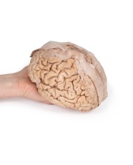 Cervello umano Erler Zimmer 3D anatomy Series MP1103 Cervello umano Erler Zimmer 3D anatomy Series MP1103