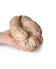 Cervello umano Erler Zimmer 3D anatomy Series MP1103 Cervello umano Erler Zimmer 3D anatomy Series MP1103