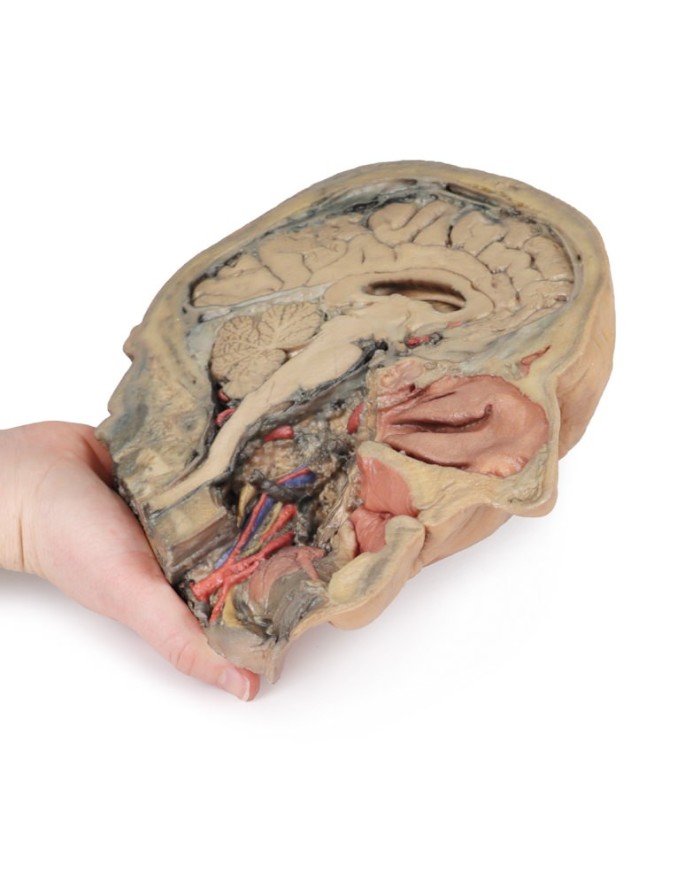 Sezione sagittale della testa con dissezione profonda Erler Zimmer 3D ana Sezione sagittale della testa con dissezione profonda Erler Zimmer 3D ana