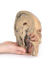 Sezione sagittale della testa con dissezione profonda Erler Zimmer 3D ana Sezione sagittale della testa con dissezione profonda Erler Zimmer 3D ana