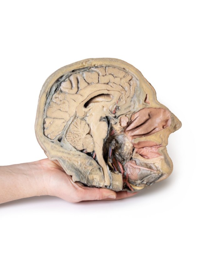 Sezione sagittale della testa con dissezione profonda Erler Zimmer 3D ana Sezione sagittale della testa con dissezione profonda Erler Zimmer 3D ana