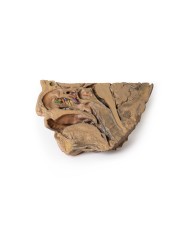 Vie del seno paranasale Erler Zimmer 3D anatomy Series MP1106