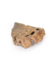 Vie del seno paranasale Erler Zimmer 3D anatomy Series MP1106