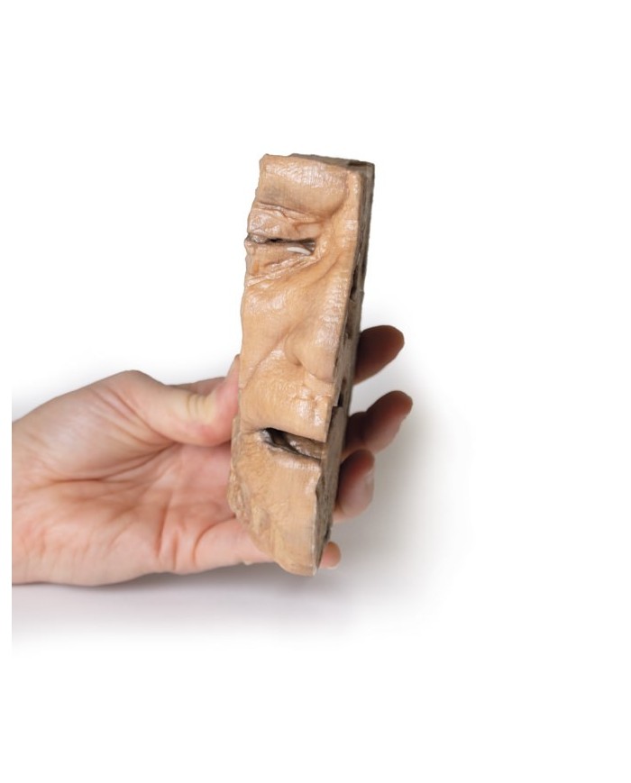 Vie del seno paranasale Erler Zimmer 3D anatomy Series MP1106