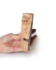 Vie del seno paranasale Erler Zimmer 3D anatomy Series MP1106