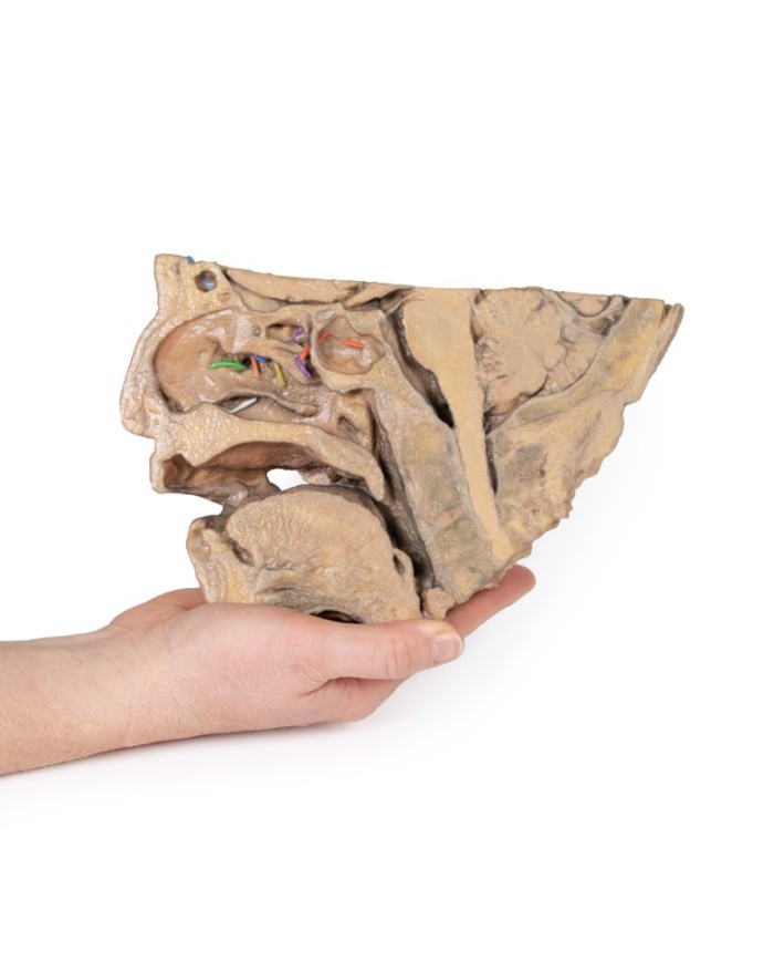 Vie del seno paranasale Erler Zimmer 3D anatomy Series MP1106