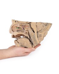 Vie del seno paranasale Erler Zimmer 3D anatomy Series MP1106