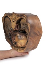 Sezione del torace sulla vertebra T6 Erler Zimmer 3D anatomy Series MP112