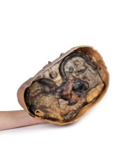 Sezione del torace sulla vertebra T6 Erler Zimmer 3D anatomy Series MP112