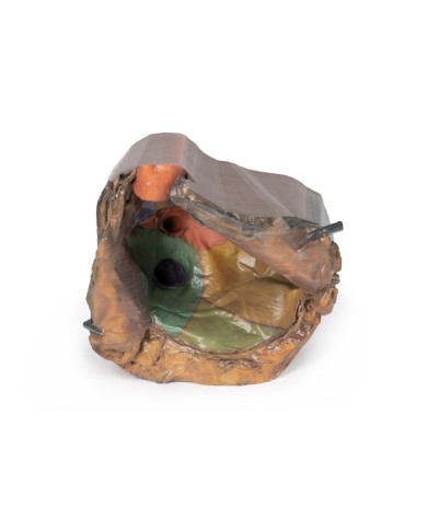 Spazio pericardico Erler Zimmer 3D anatomy Series MP1121