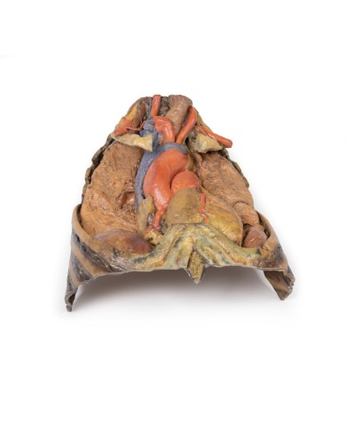 Dissezione del torace con cuore e vasi Erler Zimmer 3D anatomy Series MP1