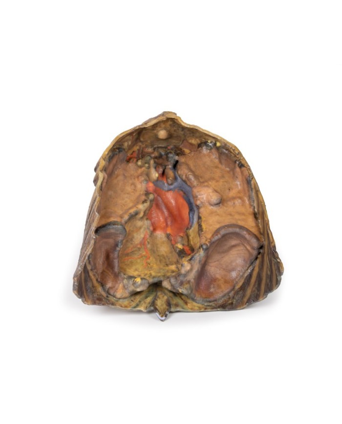 Dissezione del torace con cuore e vasi Erler Zimmer 3D anatomy Series MP1