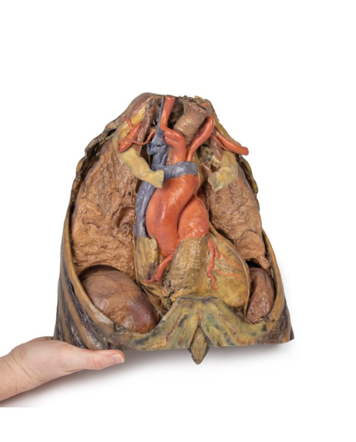 Dissezione del torace con cuore e vasi Erler Zimmer 3D anatomy Series MP1