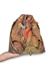 Dissezione del torace con cuore e vasi Erler Zimmer 3D anatomy Series MP1