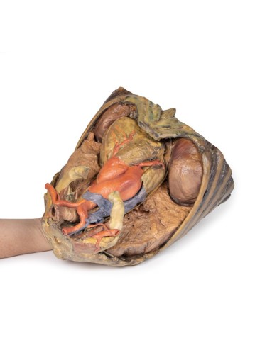 Dissezione del torace con cuore e vasi Erler Zimmer 3D anatomy Series MP1