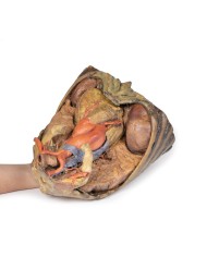 Dissezione del torace con cuore e vasi Erler Zimmer 3D anatomy Series MP1