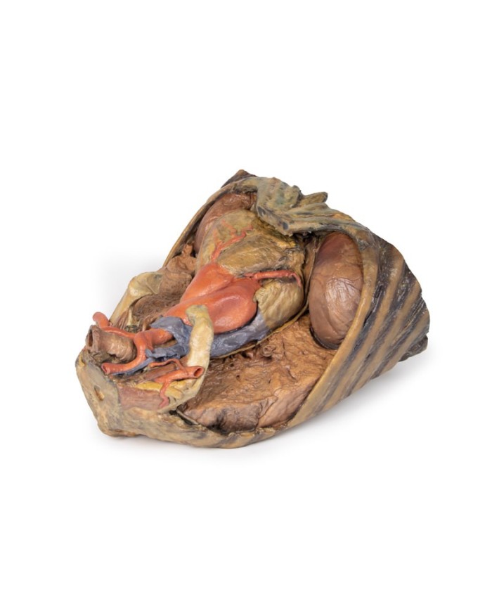 Dissezione del torace con cuore e vasi Erler Zimmer 3D anatomy Series MP1