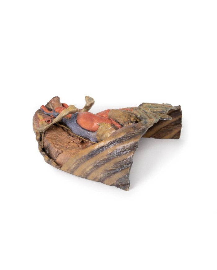 Dissezione del torace con cuore e vasi Erler Zimmer 3D anatomy Series MP1