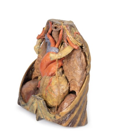 Dissezione del torace con cuore e vasi Erler Zimmer 3D anatomy Series MP1