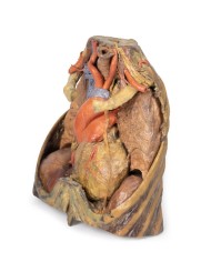 Dissezione del torace con cuore e vasi Erler Zimmer 3D anatomy Series MP1