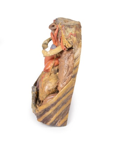 Dissezione del torace con cuore e vasi Erler Zimmer 3D anatomy Series MP1