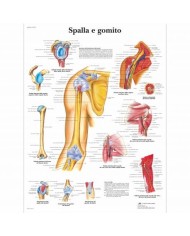 3B Scientific, tavola anatomica, Spalla e gomito (cod, VR4170UU)