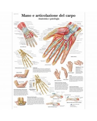 3B Scientific, tavola anatomica, Mano e articolazione del carpo (cod, VR4171L) 3B Scientific, tavola anatomica, Mano e articolazione del carpo (cod, VR4171L)