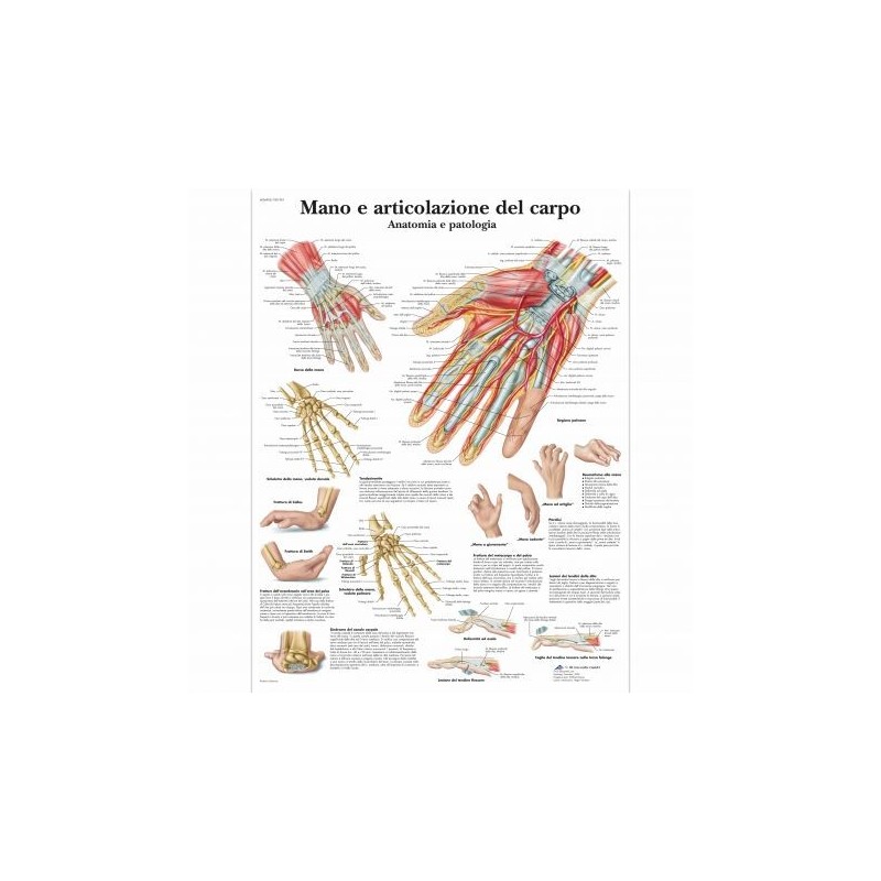 3B Scientific, tavola anatomica, Mano e articolazione del carpo (cod, VR4171L)