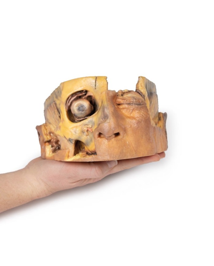Sezione trasversale della testa Erler Zimmer 3D anatomy Series MP1110