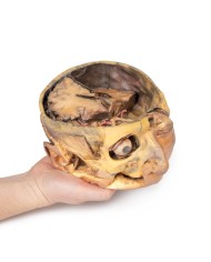 Sezione trasversale della testa Erler Zimmer 3D anatomy Series MP1110