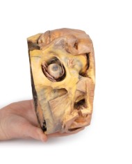 Sezione trasversale della testa Erler Zimmer 3D anatomy Series MP1110