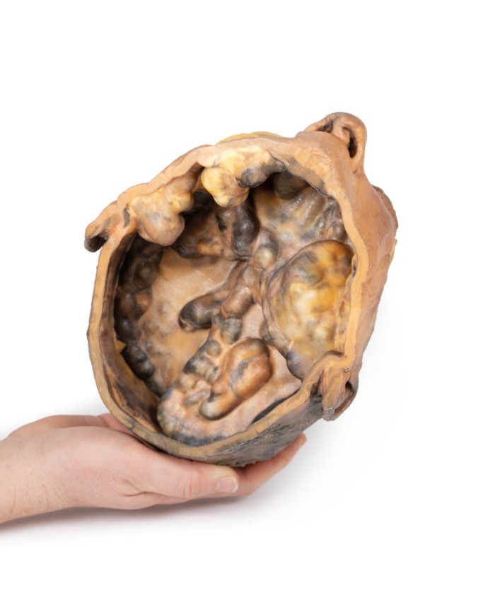 Sezione trasversale della testa Erler Zimmer 3D anatomy Series MP1110