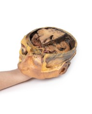 Sezione trasversale della testa Erler Zimmer 3D anatomy Series MP1110