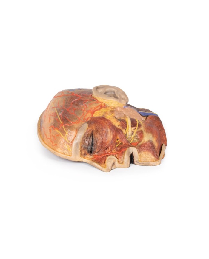 Nervi facciali superficiali e ghiandola parotide Erler Zimmer 3D anatomy  Nervi facciali superficiali e ghiandola parotide Erler Zimmer 3D anatomy