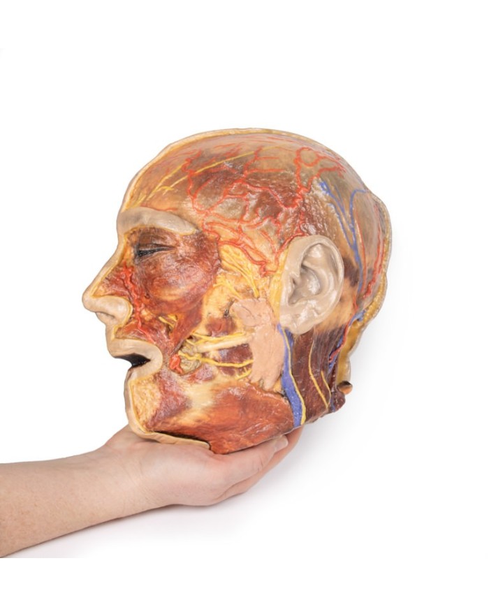 Nervi facciali superficiali e ghiandola parotide Erler Zimmer 3D anatomy  Nervi facciali superficiali e ghiandola parotide Erler Zimmer 3D anatomy