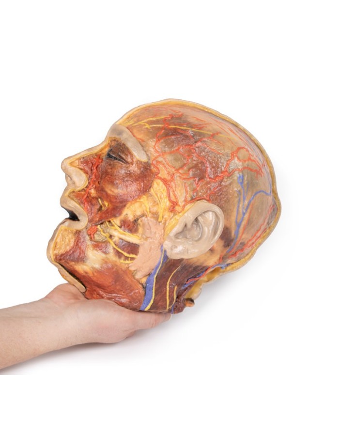 Nervi facciali superficiali e ghiandola parotide Erler Zimmer 3D anatomy  Nervi facciali superficiali e ghiandola parotide Erler Zimmer 3D anatomy