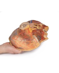 Nervi facciali superficiali e ghiandola parotide Erler Zimmer 3D anatomy  Nervi facciali superficiali e ghiandola parotide Erler Zimmer 3D anatomy