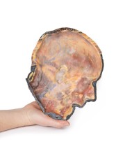 Nervi facciali superficiali e ghiandola parotide Erler Zimmer 3D anatomy  Nervi facciali superficiali e ghiandola parotide Erler Zimmer 3D anatomy