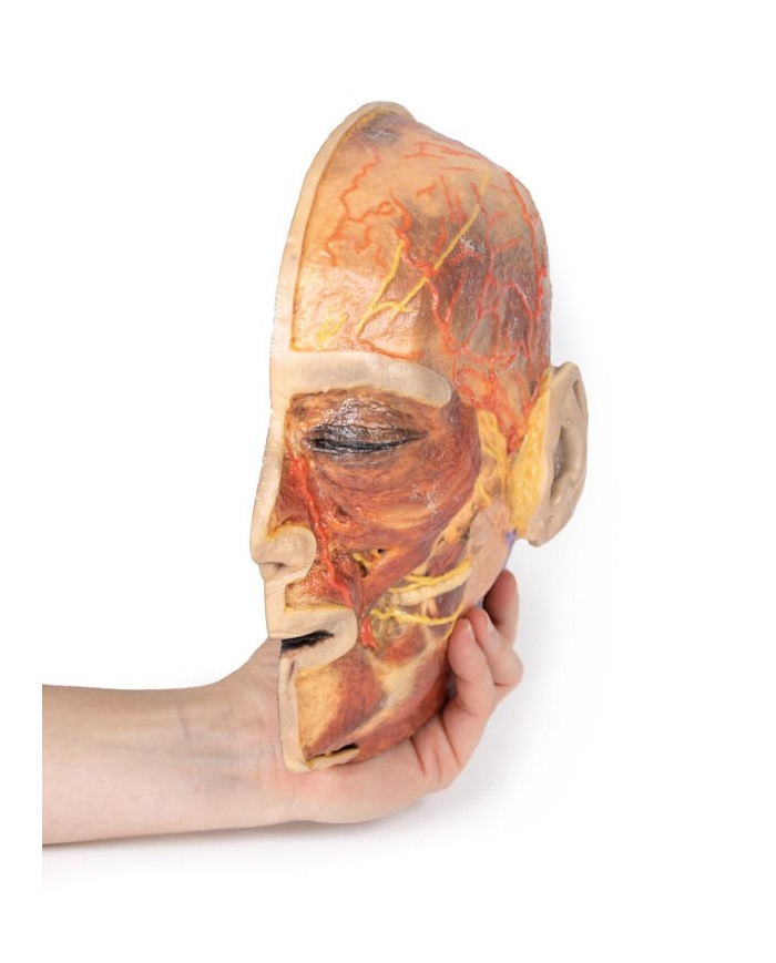 Nervi facciali superficiali e ghiandola parotide Erler Zimmer 3D anatomy  Nervi facciali superficiali e ghiandola parotide Erler Zimmer 3D anatomy