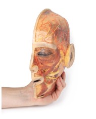 Nervi facciali superficiali e ghiandola parotide Erler Zimmer 3D anatomy  Nervi facciali superficiali e ghiandola parotide Erler Zimmer 3D anatomy