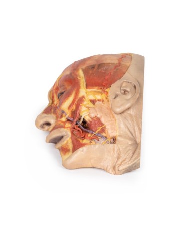 Dissezione superficiale del volto Erler Zimmer 3D anatomy Series MP1108