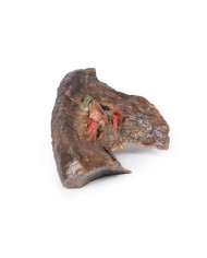 Ilo del polmone sinistro Erler Zimmer 3D anatomy Series MP1124