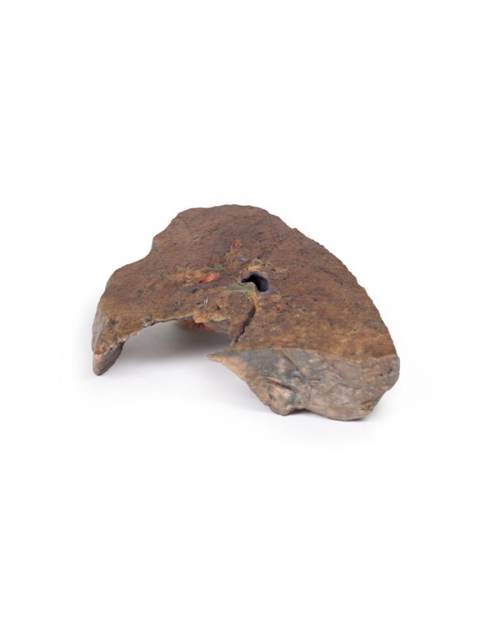 Ilo del polmone sinistro Erler Zimmer 3D anatomy Series MP1124