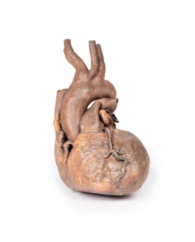 Dissezione del cuore umano Erler Zimmer 3D anatomy Series MP1123