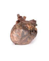 Dissezione del cuore umano Erler Zimmer 3D anatomy Series MP1123