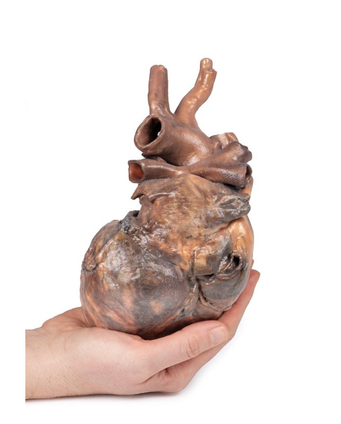 Dissezione del cuore umano Erler Zimmer 3D anatomy Series MP1123